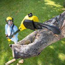 Lawn Pest Prevention in Laupahoehoe, HI