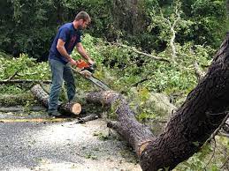 Reliable Laupahoehoe, HI Tree Removal Services Solutions