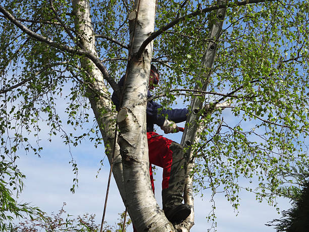 Tree and Shrub Care in Laupahoehoe, HI