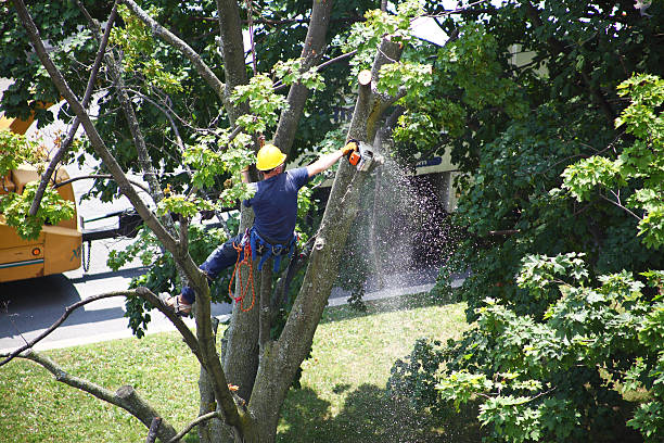 How Our Tree Care Process Works  in  Laupahoehoe, HI